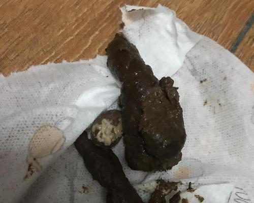 猫的粪便特征及其健康指标（探究猫的排便习惯和健康状况，了解什么是正常的猫粪便）(图1)