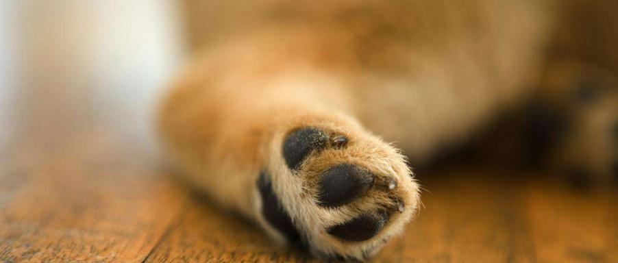 小狗为什么会有六个脚趾？（探索小狗六个脚趾的奥秘）(图3)