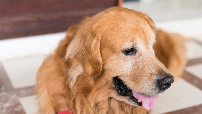 选择适合金毛犬的名字，让它与您建立更好的关系（以金毛犬为主题的名字如何选择？）(图3)