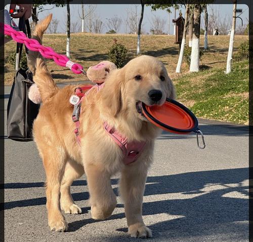 选择适合金毛犬的名字，让它与您建立更好的关系（以金毛犬为主题 - 新生家伴