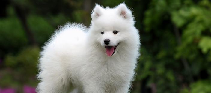 以萨摩耶的健康饮食(为你的萨摩耶提供美味和健康的食物选择)(图2) 以萨摩耶的健康饮食(为你的萨摩耶提供美味和健康的食物选择)(图2)