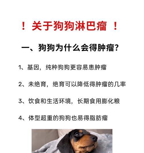 狗狗乳腺肿瘤的饮食管理（探索适合狗狗乳腺肿瘤患者的健康食谱）(图2)