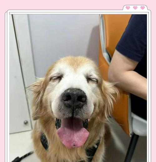 狗狗乳腺肿瘤的饮食管理（探索适合狗狗乳腺肿瘤患者的健康食谱）(图3)