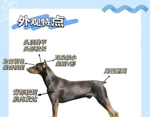 杜宾剪耳后的正确绑耳方法(保护耳朵健康,让宠物更迷人)(图3) 杜宾剪耳后的正确绑耳方法(保护耳朵健康,让宠物更迷人)(图3)