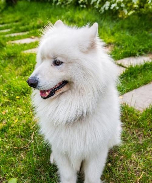 以萨摩耶的健康饮食(为你的萨摩耶提供美味和健康的食物选择)(图3) 以萨摩耶的健康饮食(为你的萨摩耶提供美味和健康的食物选择)(图3)