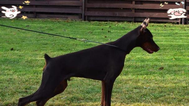 杜宾剪耳后的正确绑耳方法(保护耳朵健康,让宠物更迷人)(图1) 杜宾剪耳后的正确绑耳方法(保护耳朵健康,让宠物更迷人)(图1)