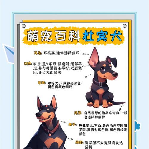 杜宾剪耳后的正确绑耳方法(保护耳朵健康,让宠物更迷人)(图2) 杜宾剪耳后的正确绑耳方法(保护耳朵健康,让宠物更迷人)(图2)