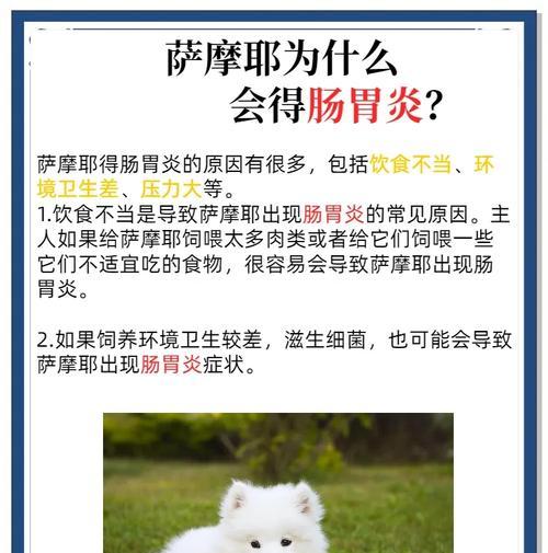 以萨摩耶的健康饮食(为你的萨摩耶提供美味和健康的食物选择)(图1) 以萨摩耶的健康饮食(为你的萨摩耶提供美味和健康的食物选择)(图1)