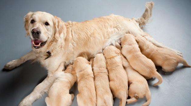 母狗产后恢复时间及注意事项(了解母狗产后恢复时间,保证母狗健康和幼犬成长)(图1) 母狗产后恢复时间及注意事项(了解母狗产后恢复时间,保证母狗健康和幼犬成长)(图1)