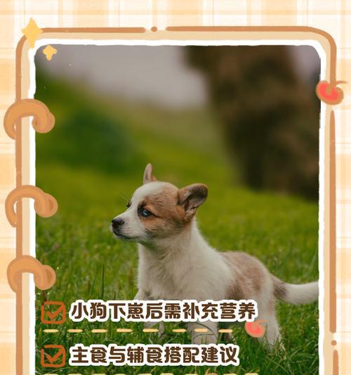 母狗产后恢复时间及注意事项(了解母狗产后恢复时间,保证母狗健康和幼犬成长)(图2) 母狗产后恢复时间及注意事项(了解母狗产后恢复时间,保证母狗健康和幼犬成长)(图2)