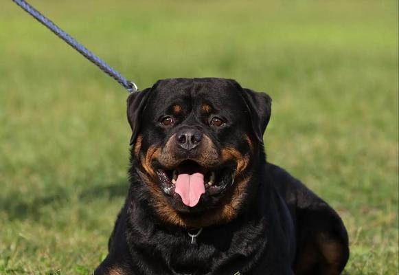 以罗威纳犬怀孕多久临产（详解罗威纳犬妊娠期及分娩过程，科学护理保障宝宝安全）(图2)