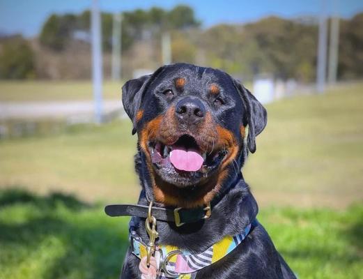 以罗威纳犬怀孕多久临产（详解罗威纳犬妊娠期及分娩过程，科学护理保障宝宝安全）(图3)