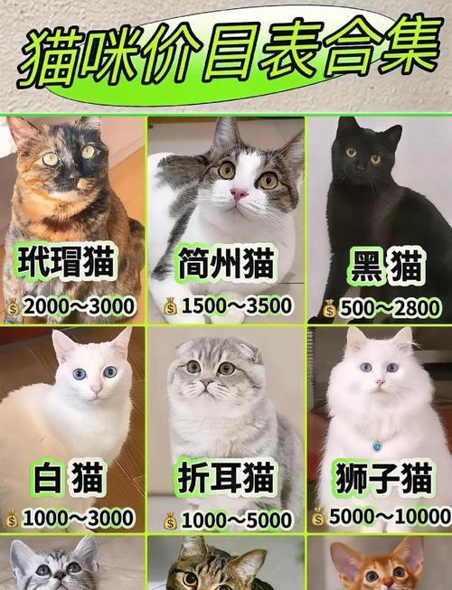 猫咪性格特征大揭秘（探寻猫咪的天性与行为习性，让你更了解你的小伙伴）(图3)