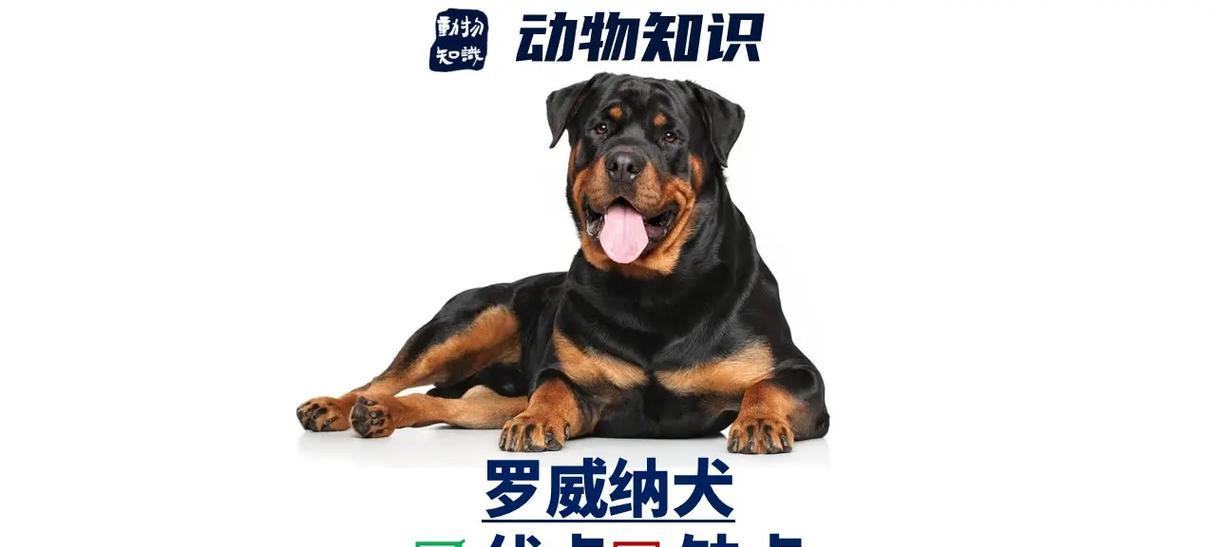 以罗威纳犬怀孕多久临产（详解罗威纳犬妊娠期及分娩过程，科学护理保障宝宝安全） - 新生家伴