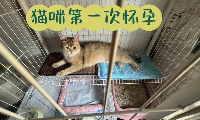猫咪怀孕多久能生(猫咪妊娠周期及注意事项)(图2) 猫咪怀孕多久能生(猫咪妊娠周期及注意事项)(图2)