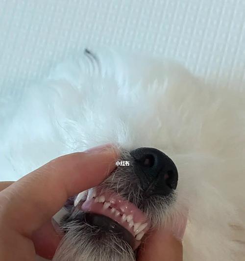 幼犬长牙的情况及最佳照顾方法（了解幼犬长牙的时间和注意事项）(图2)
