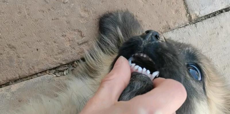 幼犬长牙的情况及最佳照顾方法（了解幼犬长牙的时间和注意事项）(图1)