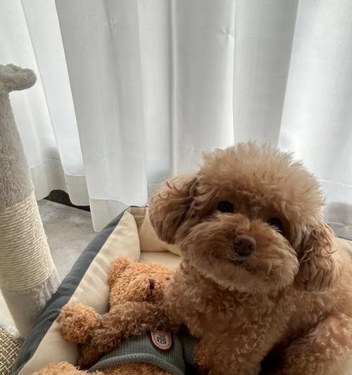 泰迪狗可以吃哪些食物?(探索泰迪狗饮食的世界,了解合适的食物和禁忌)(图2) 泰迪狗可以吃哪些食物?(探索泰迪狗饮食的世界,了解合适的食物和禁忌)(图2)