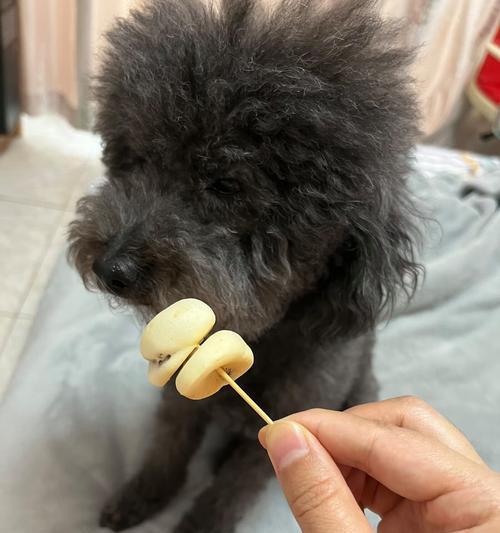 泰迪狗可以吃哪些食物?(探索泰迪狗饮食的世界,了解合适的食物和禁忌)(图3) 泰迪狗可以吃哪些食物?(探索泰迪狗饮食的世界,了解合适的食物和禁忌)(图3)