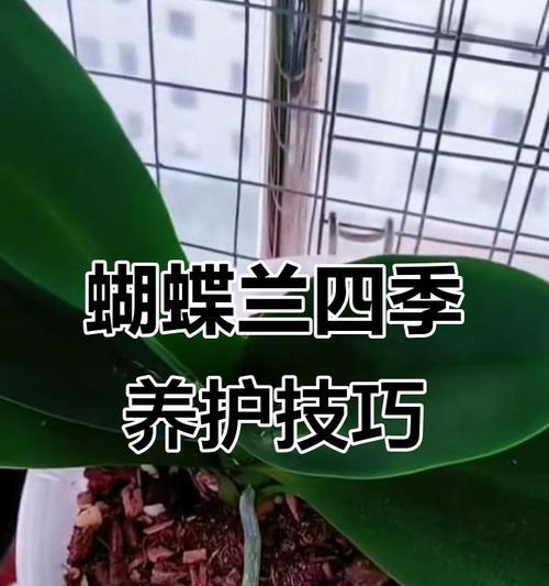 蝴蝶兰的养殖全面解读（从种植到护理，打造美丽花园中的明星植物）(图1)