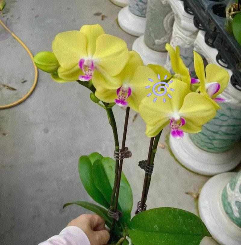 蝴蝶兰的养殖全面解读（从种植到护理，打造美丽花园中的明星植物）(图3)