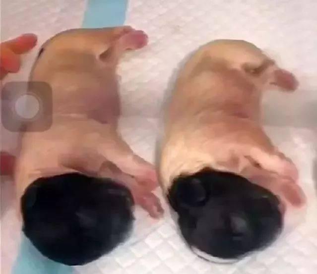 狗狗产仔周期（探究狗狗的生育周期，满足你的好奇心）(图1)