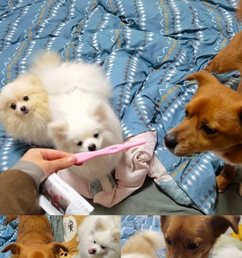 狗狗产仔周期（探究狗狗的生育周期，满足你的好奇心）(图3)