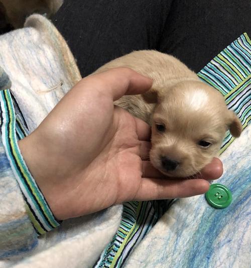 狗狗产仔周期（探究狗狗的生育周期，满足你的好奇心）(图2)