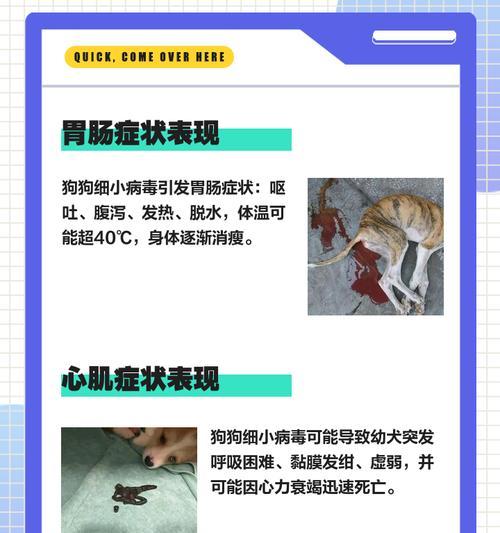 了解细小病（细小病对狗狗的危害与防治措施）(图1)