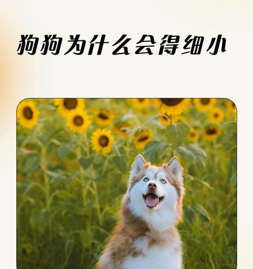 了解细小病（细小病对狗狗的危害与防治措施）(图3)