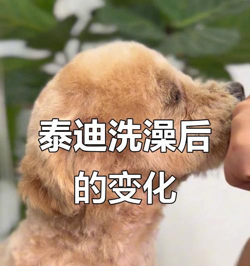 贵宾犬洗澡的最佳时间和频率（了解如何正确护理你的贵宾犬的皮肤和毛发）(图3)