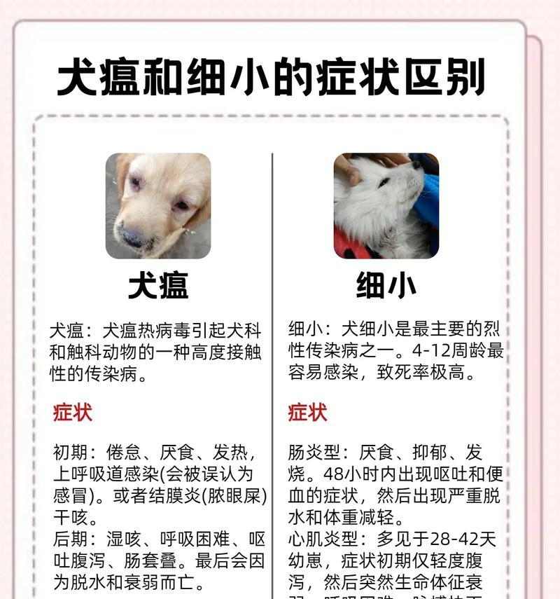 了解细小病（细小病对狗狗的危害与防治措施）(图2)