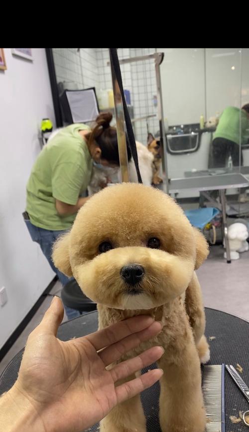 泰迪美容频率（探讨泰迪美容的最佳频率以及关键因素） - 新生家伴