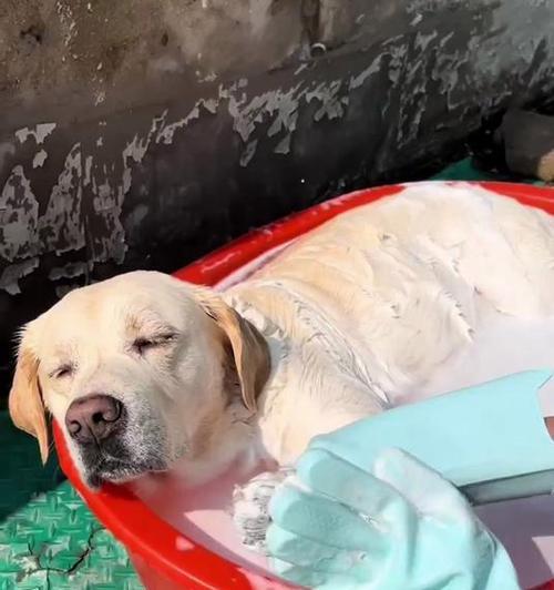 贵宾犬洗澡的最佳时间和频率（了解如何正确护理你的贵宾犬的皮肤 - 新生家伴