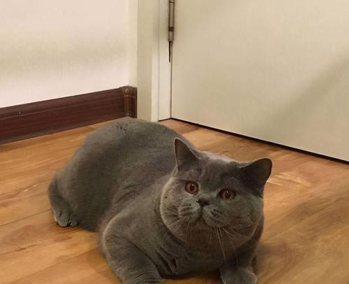 揭秘英短蓝猫发腮的秘密（探索英短蓝猫发腮的原因和方法） - 新生家伴