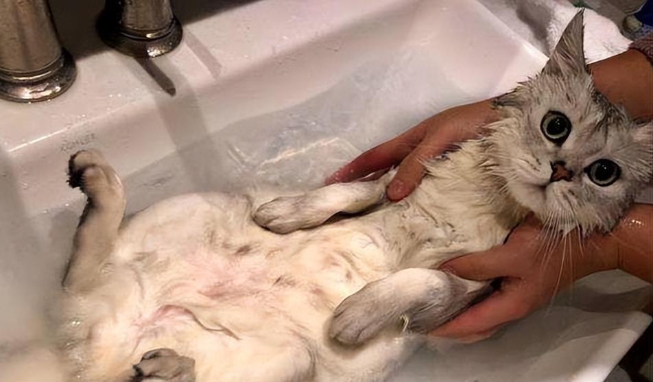 猫的夏天洗澡频率调整秘籍（让您的猫咪清爽舒适享受夏日阳光的关键）(图3)
