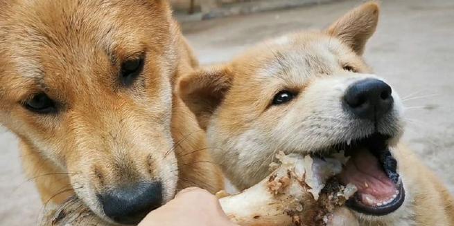如何科学地给宠物狗喂食(掌握宠物狗的饮食需求,让它健康成长)(图1) 如何科学地给宠物狗喂食(掌握宠物狗的饮食需求,让它健康成长)(图1)