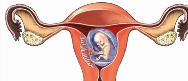 怀孕多久能在子宫里看到?(从受孕到胚胎植入,探究怀孕早期的奇妙过程)(图1) 怀孕多久能在子宫里看到?(从受孕到胚胎植入,探究怀孕早期的奇妙过程)(图1)