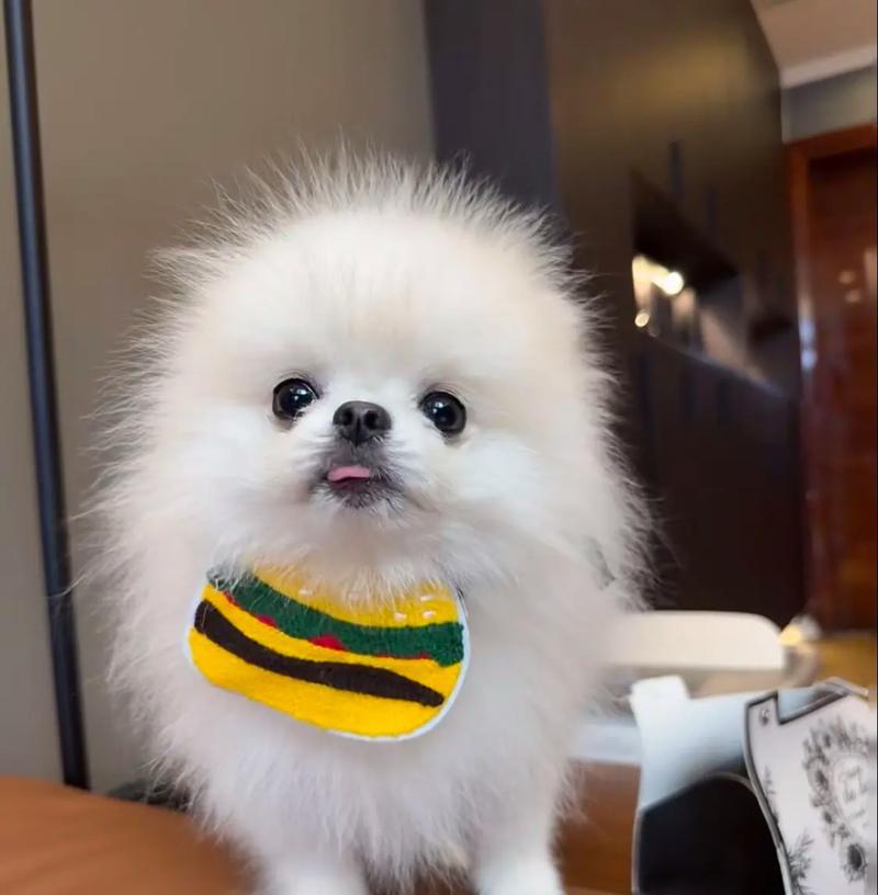 如何正确饲养幼犬博美?(保暖是关键,方法很重要)(图1) 如何正确饲养幼犬博美?(保暖是关键,方法很重要)(图1)