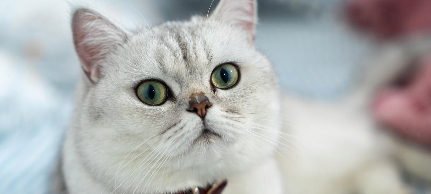 猫的夏天洗澡频率调整秘籍（让您的猫咪清爽舒适享受夏日阳光的关键）(图2)