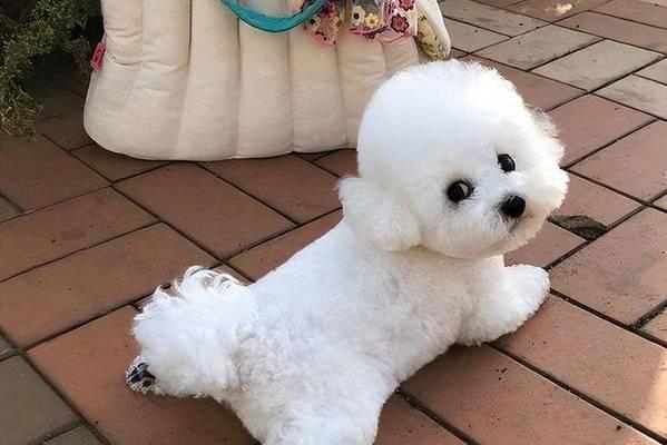 比熊尴尬期(探究比熊尴尬期的原因、特征及应对方法)(图1) 比熊尴尬期(探究比熊尴尬期的原因、特征及应对方法)(图1)