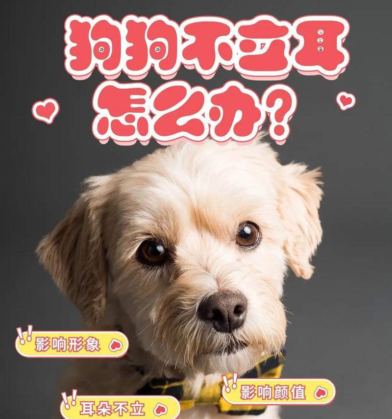 狗狗立耳（为什么狗狗的饮食对立耳有重要影响？） - 新生家伴