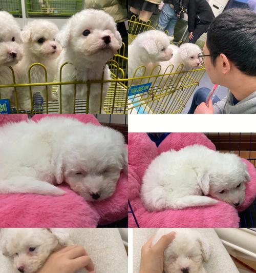 比熊尴尬期(探究比熊尴尬期的原因、特征及应对方法)(图3) 比熊尴尬期(探究比熊尴尬期的原因、特征及应对方法)(图3)