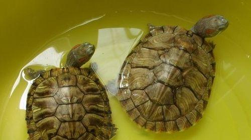 大乌龟的饮食习性及适宜食物选择（大乌龟的食物来源和营养需求解析）(图3)