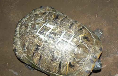 大乌龟的饮食习性及适宜食物选择（大乌龟的食物来源和营养需求解析）(图1)