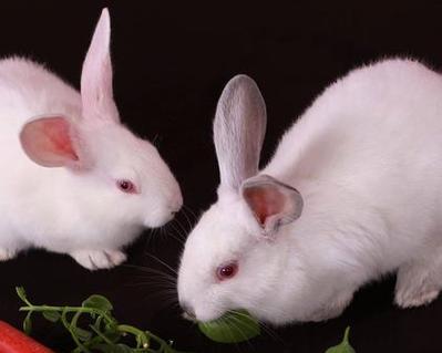 探寻肉兔的多彩世界（以肉兔的颜色为切入点