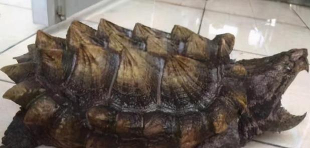 小鳄龟的饮食禁忌（宠物小鳄龟要远离这些食物，以免引发健康问题。）(图2)