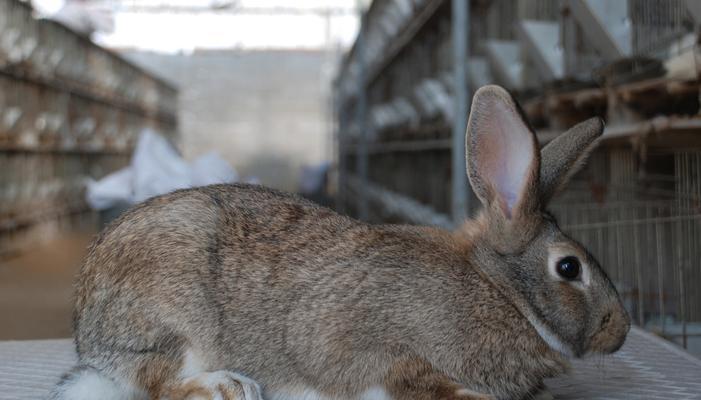 探寻肉兔的多彩世界(以肉兔的颜色为切入点,揭开它们独特的魅力)(图2) 探寻肉兔的多彩世界(以肉兔的颜色为切入点,揭开它们独特的魅力)(图2)