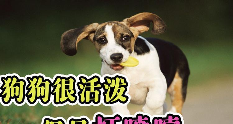 以狗的喷嚏为主题的病毒调查（揭示隐藏在狗喷嚏背后的疾病传播威 - 新生家伴