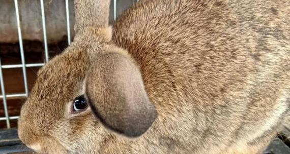 探寻肉兔的多彩世界(以肉兔的颜色为切入点,揭开它们独特的魅力)(图3) 探寻肉兔的多彩世界(以肉兔的颜色为切入点,揭开它们独特的魅力)(图3)